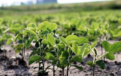 «Dólar soja»: exportadores informaron que se liquidaron US$ 1.075 millones en los últimos tres días