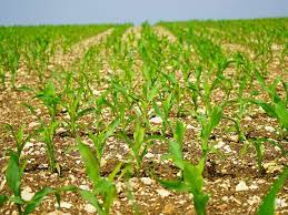 Se desaceleran las compras de trigo nuevo mientras continúa bajando la condición y el rinde en la zona núcleo