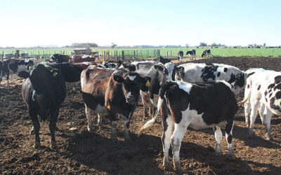 Macho Holando: El negocio del tambo que busca eficientizarse