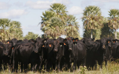 Vetanco en la Exposición Nacional Angus de Primavera