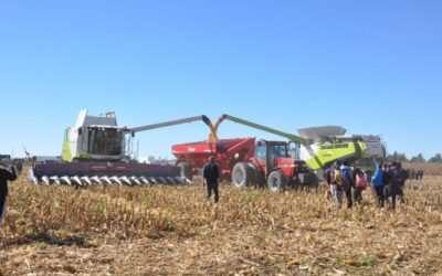 Agregado de valor: por cada tonelada exportada de maíz, Brasil despacha más del doble de carne que Argentina