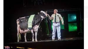 El precio de la leche en polvo no encuentra piso