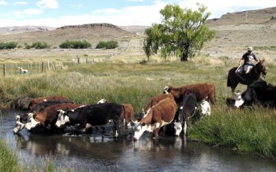 Con una caída en sus valores, la ganadería vacuna perdió contra la inflación y termina el año al rojo vivo