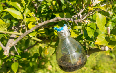 Soluciones ecológicas para tu huerto o plantación