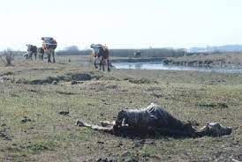 Preocupante: por la sequía, se espera una fuerte caída en el ingreso de divisas de diciembre y enero