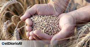 El trigo negociado en lo que va de 2022/23 es el más bajo desde 2015/16, alta proporción de negocios a fijar