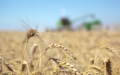 Agricultura prorrogó los embarques de trigo por 360 días