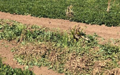 El complejo manisero argentino solicita la eliminación total de los derechos de exportación