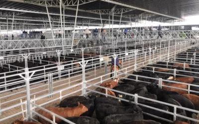 Suba general del valor de la hacienda en el Mercado Agroganadero