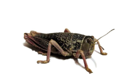 La región patagónica en alerta ante la detección de focos de la plaga Tucura sapo