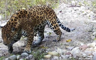 Detectaron la presencia de un ejemplar de yaguareté en el Parque Nacional Calilegua