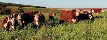 El IPCVA premió trabajo del INTA sobre tipos sociales ganaderos en la Patagonia