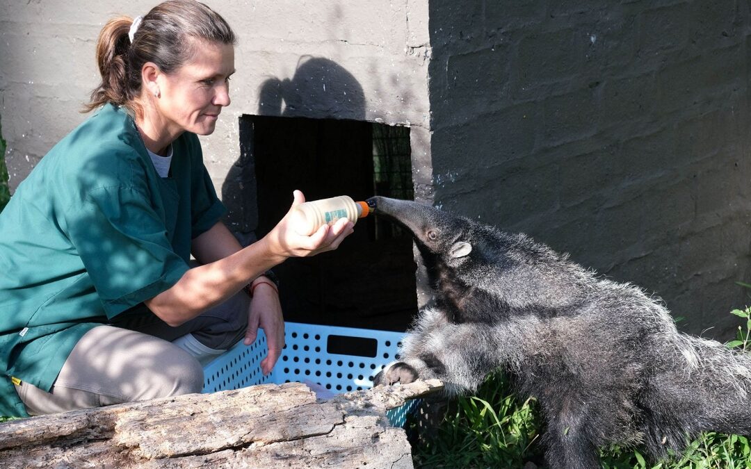 Después de haber estado extintos, 200 osos hormigueros viven libres en Esteros del Iberá