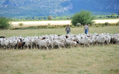Patagonia: Medidas para fortalecer la prevención y detección de sarna ovina