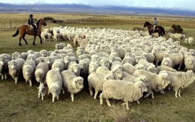 Subsidiarán con $600 por animal a productores ovinos de la Patagonia
