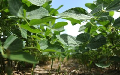 Panorama Agrícola semanal: buena implantación de los primeros cuadros de soja
