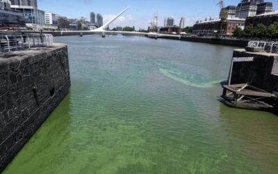 Alertan sobre la presencia de Cianobacterias en el Río de la Plata: cuál es el riesgo para la salud