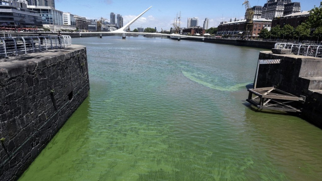 Alertan sobre la presencia de Cianobacterias en el Río de la Plata: cuál es el riesgo para la salud