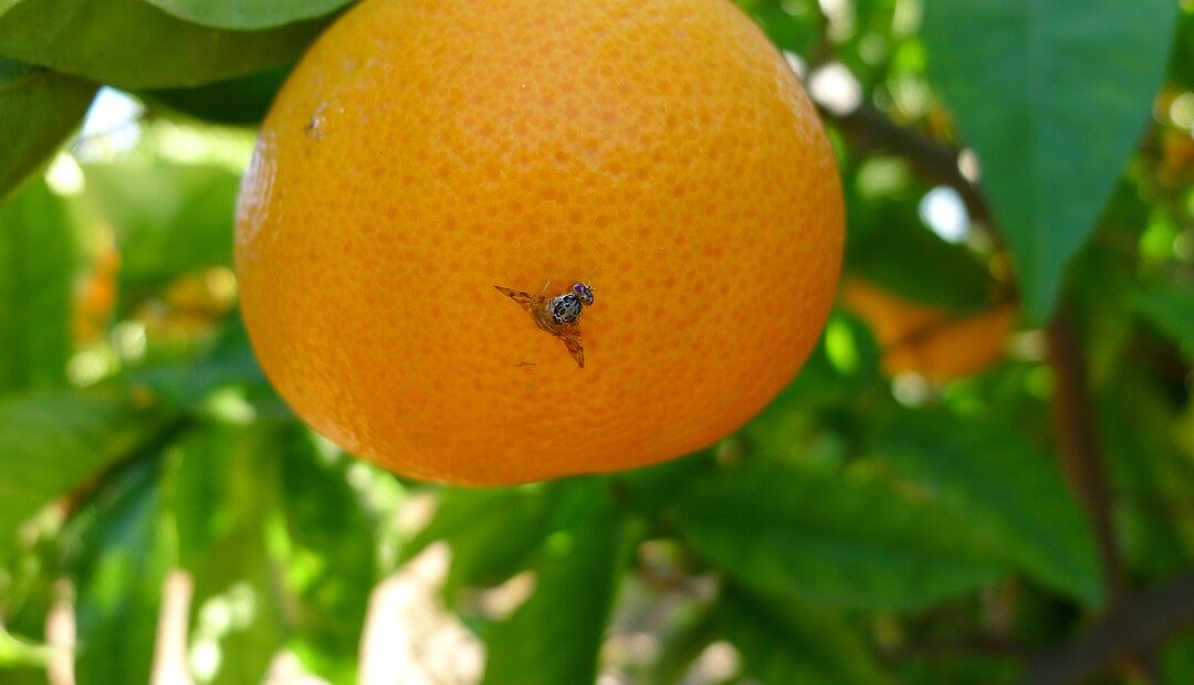 Áreas libres de Mosca de los frutos: Medidas para el ingreso de fruta fresca cítrica hospedante