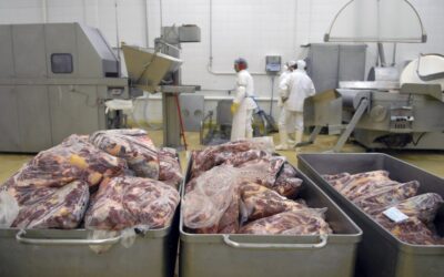 Nuevo récord exportador argentino: 954 mil tec vacunas en 12 meses