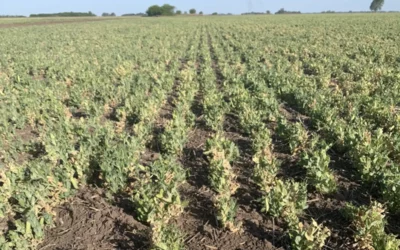 Un 2023 negativo: El 68% de los productores piensan que el sector estará peor en los próximos 12 meses