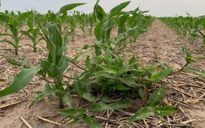 Commelina erecta: una Santa ‘no tan santa’