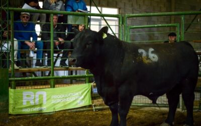 Toros patagónicos: el INTA evaluó el impacto de la genética introducida