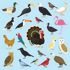 FAO activa protocolos de coordinación y respuesta ante brotes de Influenza Aviar en la región