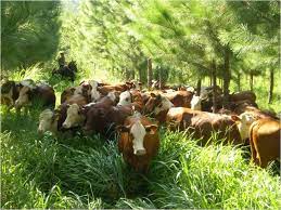 Prevén que en 2023 la demanda mundial de carne siga creciendo por encima de la oferta exportable