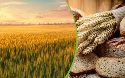 Aumenta el valor de referencia del trigo: puede impactar en el precio del pan