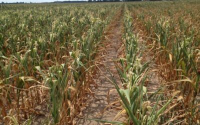 La Niña inició su «etapa de transición» y comienza la normalización de régimen de lluvias