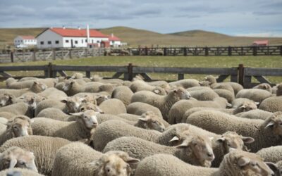 Desarrollan un alimento balanceado para ovinos patagónicos