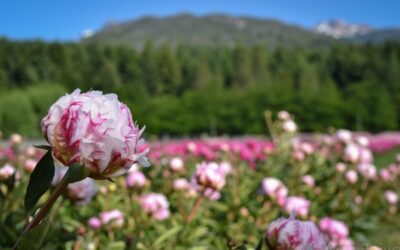 Producción de peonías ornamentales para exportación
