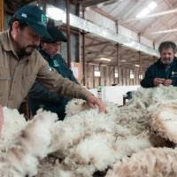 Oficializan el Programa LANAR con una inversión de $1.500 millones para la producción ovina?