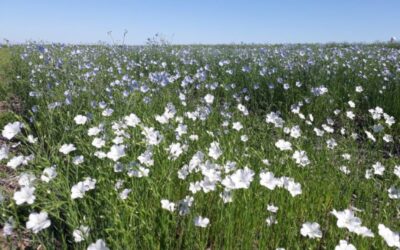 Lino: la fertilización como herramienta para mejorar el rendimiento