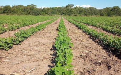 Asociados “llave en mano”, el maní se incorpora a la rotación como cultivo de alto valor