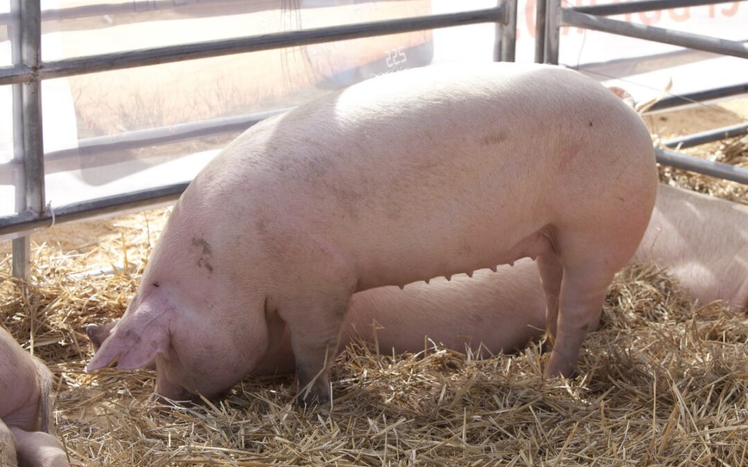 Pautas para la prevención de la triquinosis y el cuidado de la salud de las personas