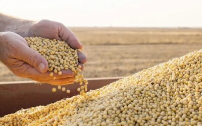 “Dólar Agro”: qué espera el mercado del nuevo tipo de cambio para el complejo sojero