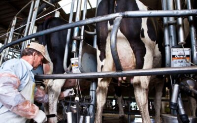 Destinan más de $9.000 millones a productores tamberos para aumentar la oferta de leche
