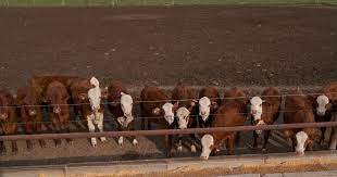 Impacto de la sequía en la sanidad de los rodeos