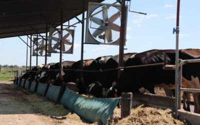 Con sistema de ventilación-mojado, se reduce el riesgo por estrés calórico