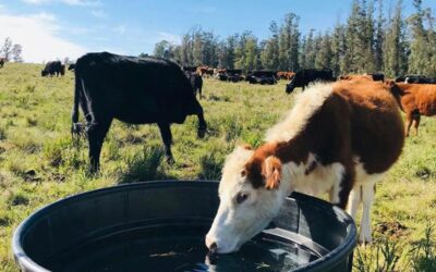 Agua, un recurso clave en períodos de estrés calórico