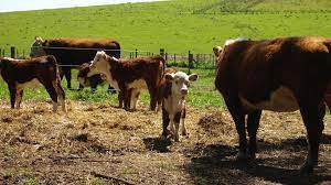 Productores de la provincia de Buenos Aires afectados por la sequía podrán acceder a la asistencia que otorga el Gobierno nacional para este tipo de eventos