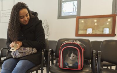 Más de 50 mil mascotas viajaron con su CVI habilitado desde la Argentina durante 2022