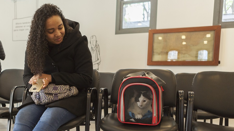 Más de 50 mil mascotas viajaron con su CVI habilitado desde la Argentina durante 2022