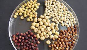 El sorgo de calidad alimentaria ha cambiado para satisfacer la creciente demanda de los consumidores