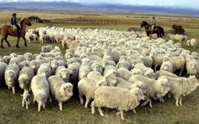 El Gobierno otorgará una compensación económica a productores de lana de la Patagonia