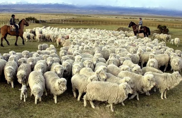 El Gobierno otorgará una compensación económica a productores de lana de la Patagonia