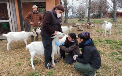 Más de 600 análisis en tambos ovinos y caprinos familiares de la provincia de Buenos Aires