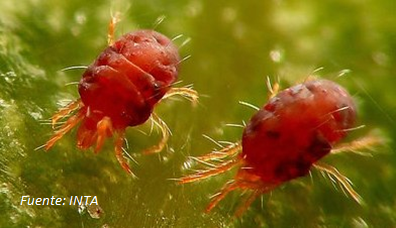 Alerta en la región pampeana: Arañuela roja